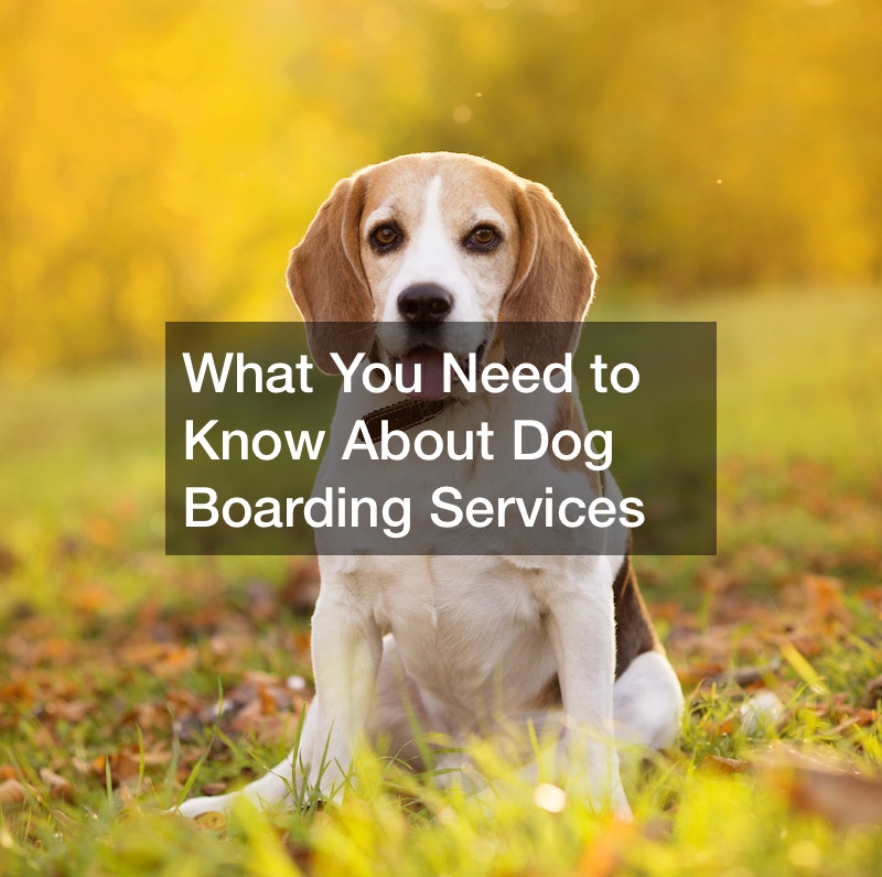 What You Need to Know About Dog Boarding Services