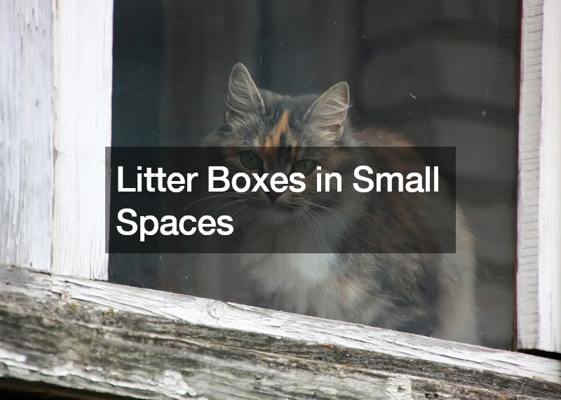 Litter Boxes in Small Spaces