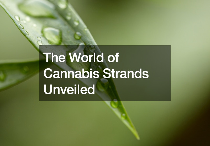 The World of Cannabis Strands Unveiled