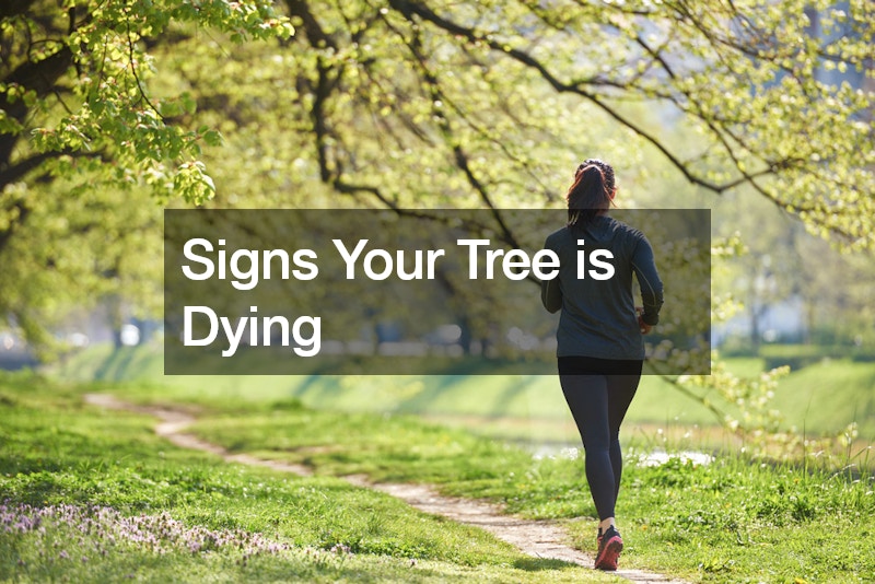 Signs Your Tree is Dying